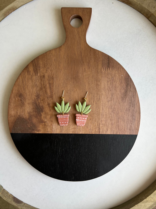 Succulent Plant